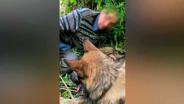 Сплячка допомогла єхиднам вижити після лісових пожеж