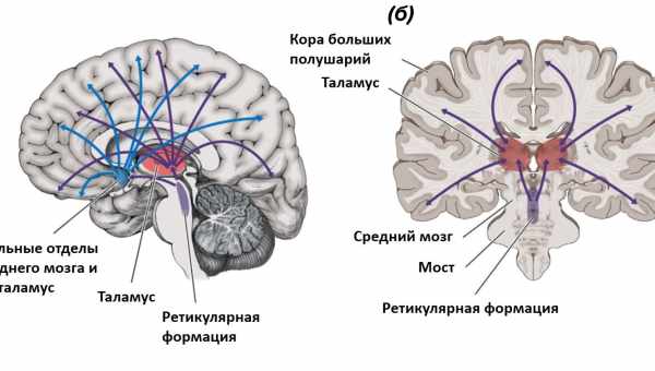 Ослаблений зв'язок кори і таламусу порушив соціалізацію мишей