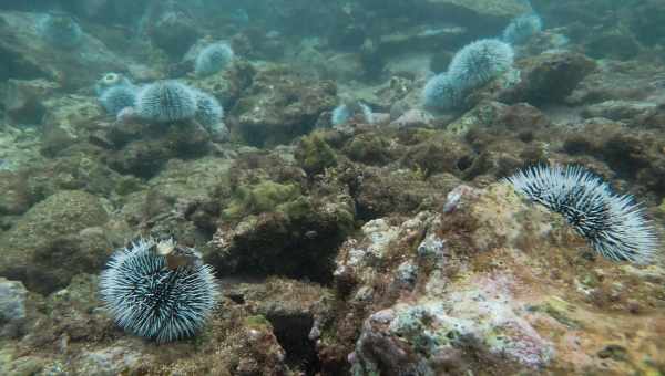 Механізм руху морського їжака відтворили в роботі