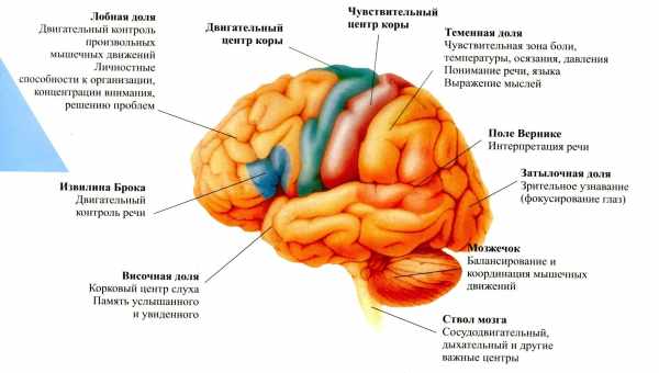 Чи правда, що мозок обробляє інформацію з 15-секундною затримкою