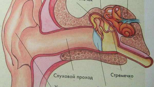 Музичний слух і раціональні рішення: як іноземні мови змінюють нас на краще