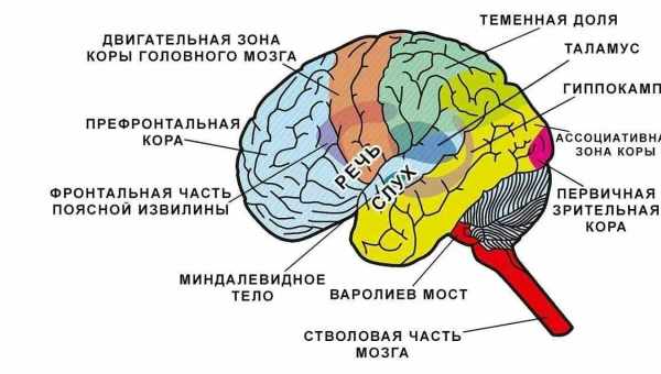 Як виглядає мозок при шизофренії і що собою являє ця хвороба