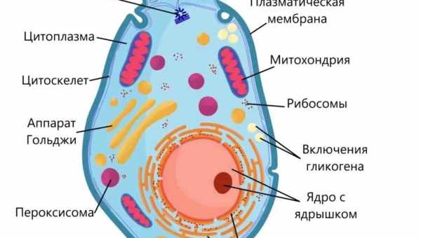 Найбільші клітини на Землі: таких великих одноклітинних ви точно ще не бачили!