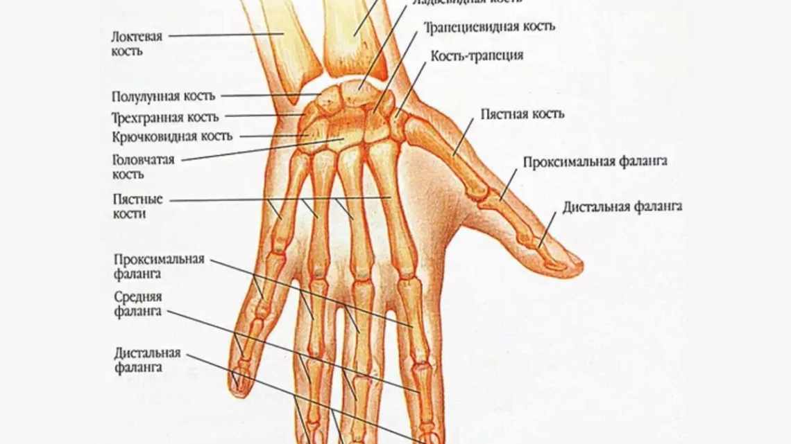 Чому пальці стають «м'ятими»: 6 властивостей нашого тіла