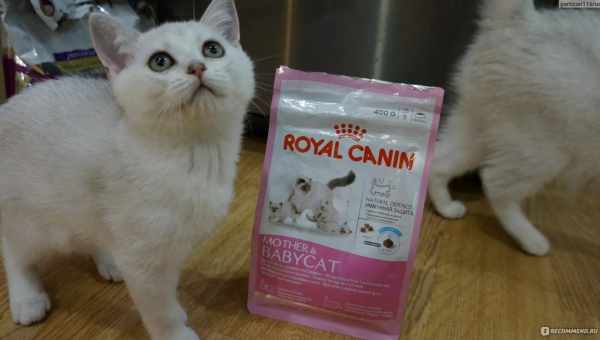 Все про молоко для кошенят ROYAL CANIN