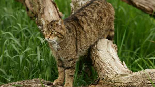 Різноманітність кормів Wildcat