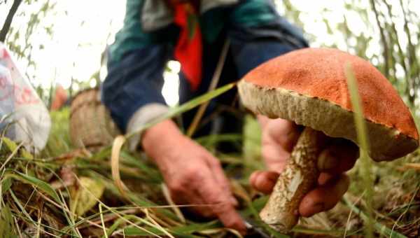 Чому гриби потрібно зрізати ножем