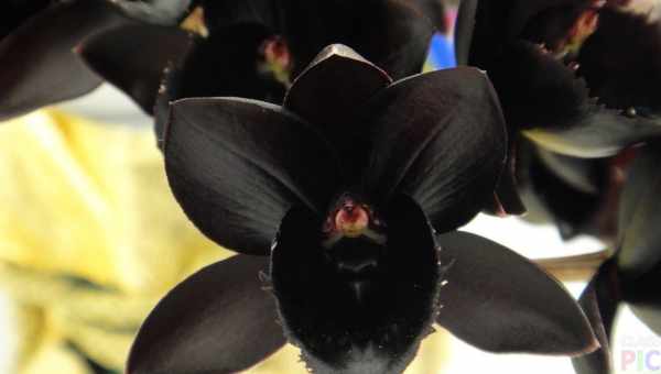 Як виглядають сорти чорної орхідеї? Фото квіток, опис і догляд за ними