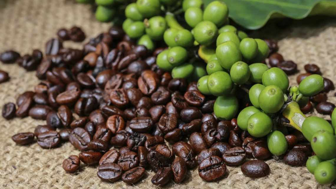 Кава арабіка: вирощування і догляд у домашніх умовах