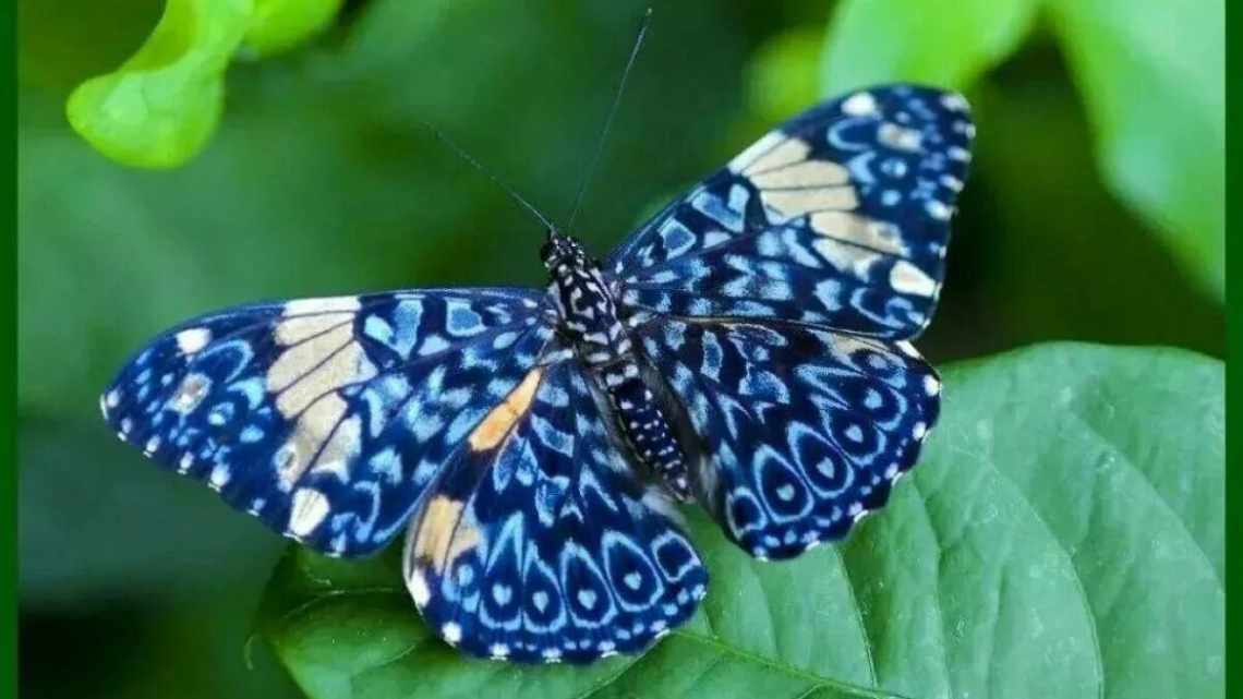Цукрові метелики