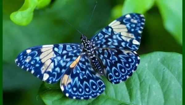 Цукрові метелики