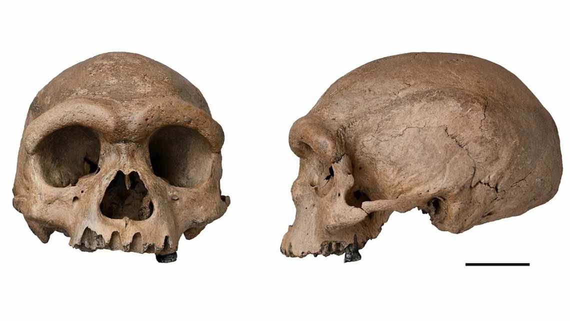 Найраніші останки Homo sapiens в Африці датуються віком понад 230 000 років